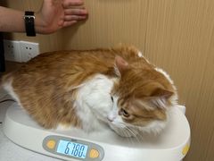 -瑞派康怡24h宠物医院·犬猫医疗中心·微创绝育(瑞景分院)