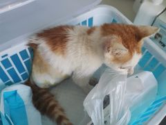 -爱诺耐芙动物医院(万博店)