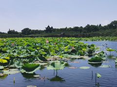 -上海海湾国家森林公园