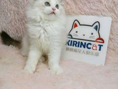 -十年猫舍·猫咪专门店(普陀店)