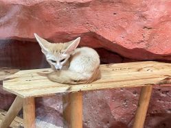 -Zoolung Zoolung动物主题公园(海信广场店)