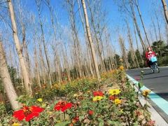 -合肥滨湖国家森林公园