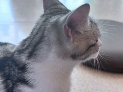 -飞行喵MR PILOT|猫舍·猫咖(静安大融城店)