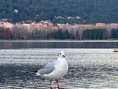-海埂大坝