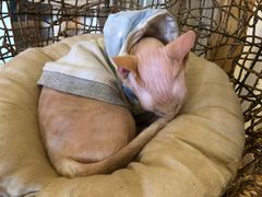 -猫腻·猫咖·撸猫馆(星光大道店)