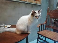 -猫色咖啡·猫咖