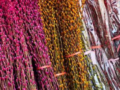 -溪岸路花鸟市场