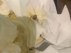 -刘一龙虾(山东路店)