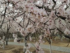 -大兴滨河森林公园