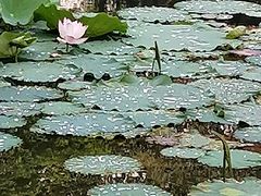 -云溪植物园