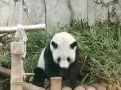 -深圳野生动物园