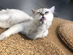 -Heymao猫咖.咖啡厅(东门店)