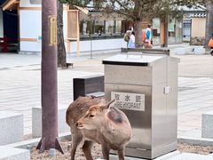 -奈良公园