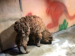 -白鹿仓冰雪海洋世界