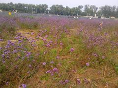 -北京东方普罗旺斯薰衣草庄园