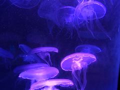 -欢乐海岸海洋奇梦馆
