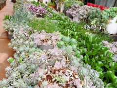 -山菌美食苑(振兴路店)