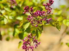 -海棠花溪(元大都城垣遗址公园)