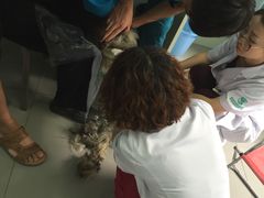 -瑞派宠物医院·24h·骨外科·皮肤科·全科宠物医疗转诊中心(沈阳浑南院)