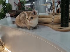 -COLOR PETS 撸猫馆·购猫·猫咖(长风大悦城店)