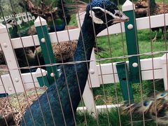 -济南野生动物世界