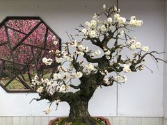 -香雪海