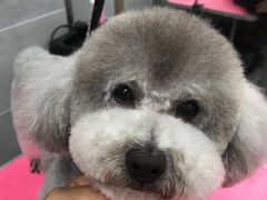 -宠福鑫康馨动物医院·骨科·眼科