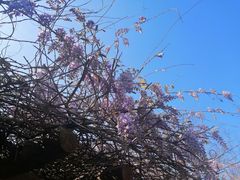 -南汇桃花村