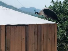 -泉州海丝野生动物世界