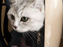 -艾贝尔宠物医院·24H转诊中心·肿瘤猫专科(江宁双龙店)