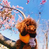 樱花季的旅行