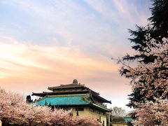 -武汉大学-樱园