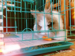 -志龙皇冠吃货椰子铺