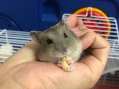 -钓仓鼠(洋桥北里小区店)