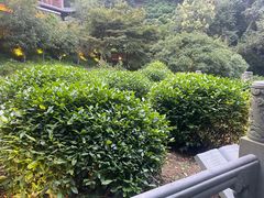 -十八棵（老龙井）御茶园(老龙井店)