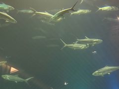 -海棠湾洲际-涛·海底餐厅·美人鱼·自助餐·海底隧道