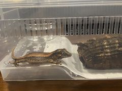 -酷以爬仙阁实体爬宠店·守宫·蜥蜴·专业繁育