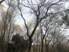 -天适樱花悠乐园