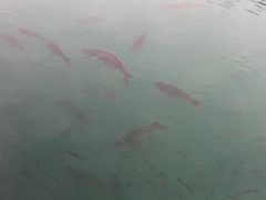 -桐乡凤凰湖