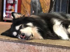 -more than meow吴止猫主题餐厅(承德 中船汇店)