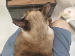 -Heymao猫咖.咖啡厅(东门店)