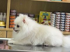 -中农大我爱我爱动物医院·核磁CT·猫病·24小时夜诊中心(石佛营店)