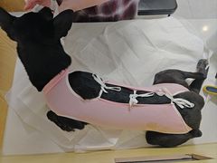 -中农大我爱我爱动物医院·核磁CT·猫病·24小时夜诊中心(石佛营店)