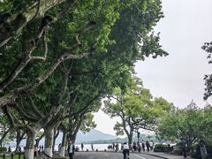 -新白鹿餐厅(百联中环店)