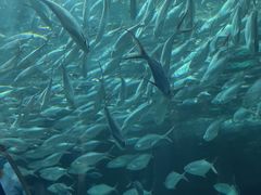 -上海海洋水族馆