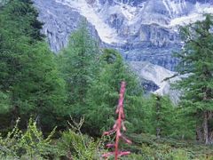 -新都桥贡嘎雪山观景台