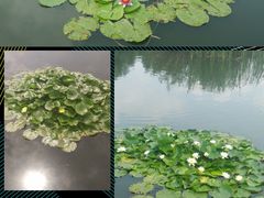 -前关湿地公园