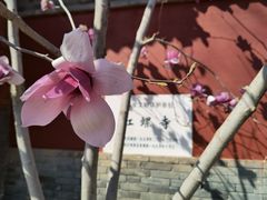 -红螺寺