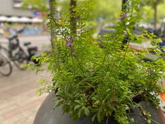 -Peet's Coffee皮爷咖啡(大学路店)