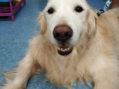 -北京赛佳动物医院